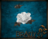 [B]ani fairy roses V2
