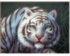 tiger blinking