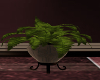 Kay! Maternity Plant