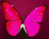 Crimson Butterfly