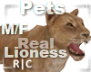 R|C Lioness M/F