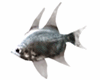 AVATAR FISH 2