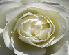 White Rose Canvas