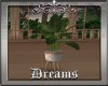 *Tropics* Plant