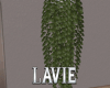 LA  Liana plant