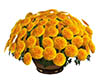 Marigold Flowers