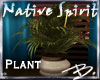 *B* Native Spirit Plant