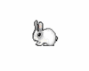 Cute Bouncing Bunny