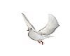 flying wedding doves