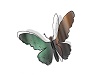 SAGE BUTTERFLY DECO