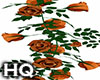 Rose Orange