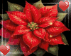 CHRISMAS FLOWER