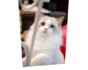 Cat 10