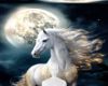 Gold white horse bg