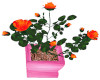 Pynk Rose Planter