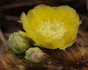 Desert Catus Flower
