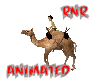 ~RnR~ANI DESERT CAMEL