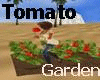 Garden Tomato