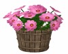 Pink Daisy Bucket