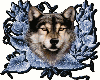 face wolf