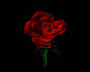 A Rose for You