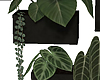 plants