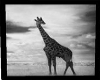 {CB}Giraffe picture