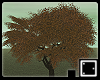 ♠ Large Fall Tree