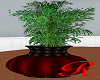 "RD"  Large Plant   Red