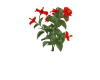 Hibiskus red