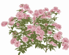 Bush Flowers 9
