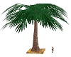 SoS Palm Tree I