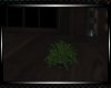 *Harmony Sm Planter