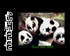 *Chee: Rock n Roll Panda