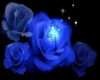 Summers Blue Rose  