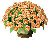 Orange Roses/Bowl