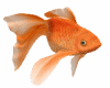 Golden Fish derivable