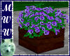 Violets in Planter 2