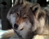animated wolf sticker