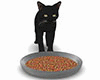 black cat eating