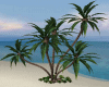 BaN-Palm Tre