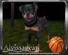 Basketball Rottweiler