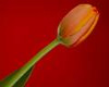 orange easter tulip