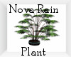 ~NR~Palm Plant