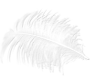 Single White Feather
