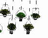 hanging plants2