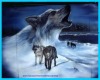 Blue Howling Wolf Sofa