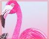 Pink Flamingo â²