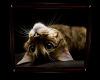 Frame Cute Cat Pic1