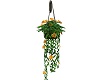 !S! Hanging Yellow Roses